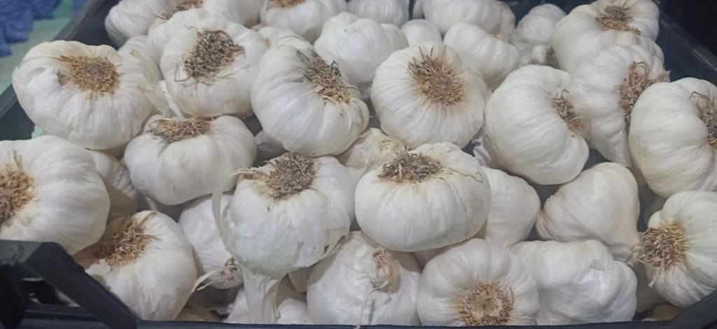 Product image - We are  ( Kemet farms )  here  in Egypt 
we export all agricultural crops with high quality .
Fresh_garlic
● we can Delivery your request for any country
● Grade A
● packing : 10  kg per bag
● for Orders please send your message call Us +201271817478
● Export  manager
mrs/ Donia Mostafa
